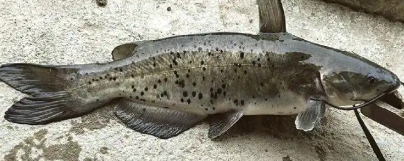 钳鱼的原产地，原产于魁北克和美国的东部和北部等地