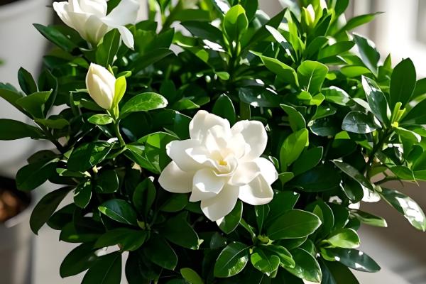 栀子花冬天的养殖方法,最低温度不能低于3℃