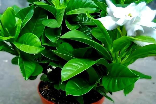 栀子花冬天的养殖方法,最低温度不能低于3℃