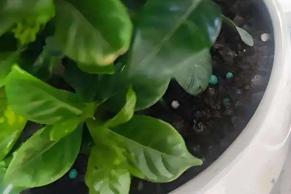 栀子花冬天的养殖方法,最低温度不能低于3℃