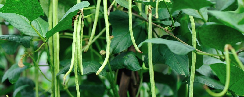 豆角和四季豆的区别，形状、叶片和产地均不同