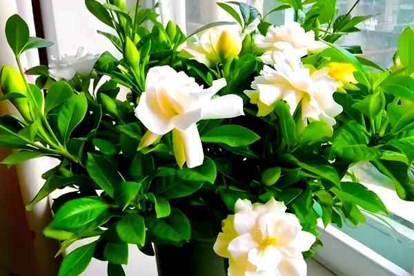 栀子花冬天的养殖方法,最低温度不能低于3℃