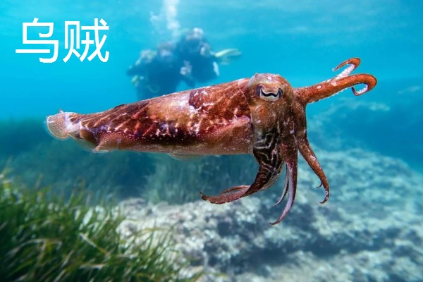 乌贼和章鱼的区别是什么，品种和生长环境均不同