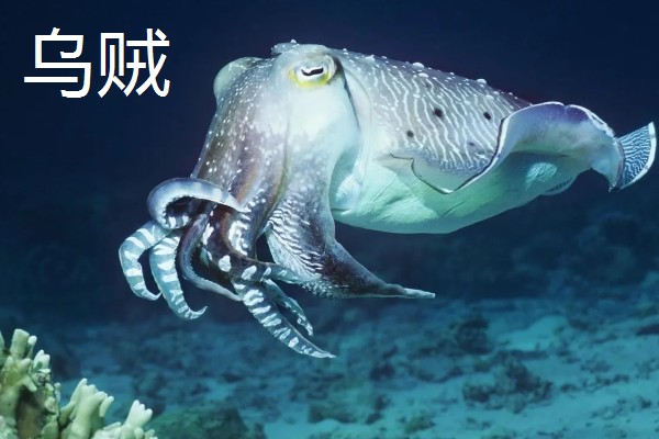乌贼和章鱼的区别是什么，品种和生长环境均不同