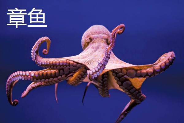 乌贼和章鱼的区别是什么，品种和生长环境均不同