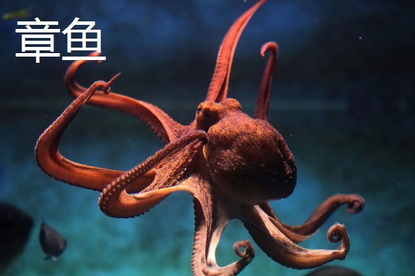 乌贼和章鱼的区别是什么，品种和生长环境均不同