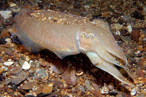 乌贼和章鱼的区别是什么，品种和生长环境均不同