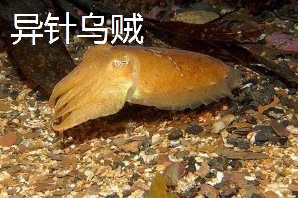乌贼和章鱼的区别是什么，品种和生长环境均不同