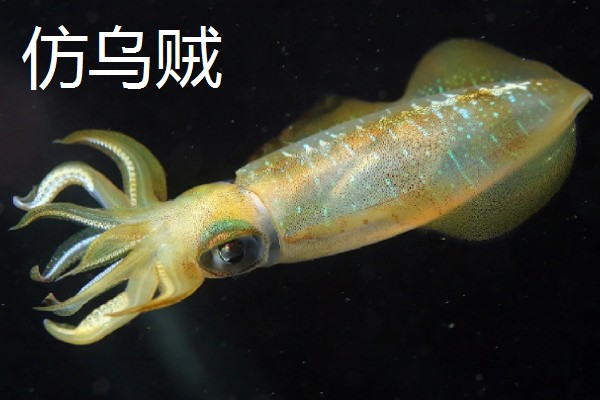 乌贼和章鱼的区别是什么，品种和生长环境均不同