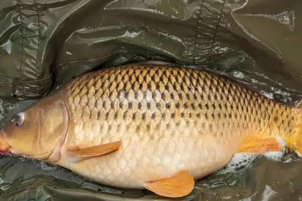 钓鲤鱼用什么打窝料，可以用五谷杂粮、酒米等