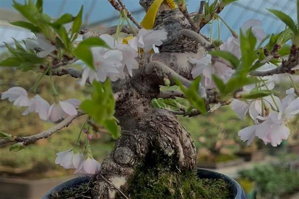 樱花盆栽如何浇水,春秋季每隔一周浇水1-2次