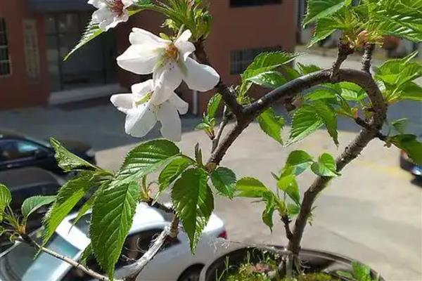 樱花盆栽如何浇水,春秋季每隔一周浇水1-2次