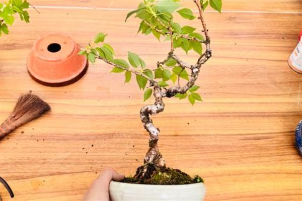 樱花盆栽如何浇水,春秋季每隔一周浇水1-2次