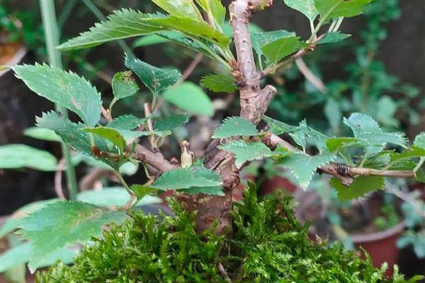 樱花盆栽如何浇水,春秋季每隔一周浇水1-2次