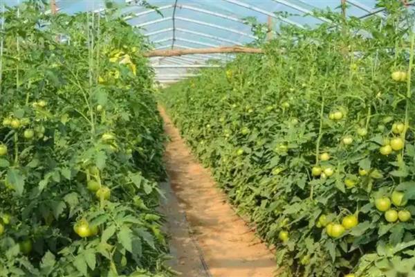 西红柿结果以后下面的叶子要打吗,下面的叶子要打掉