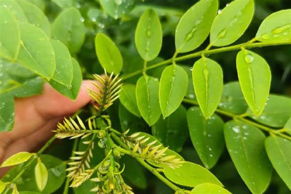 草甘膦异丙胺盐对土壤有哪些危害,容易失去活性