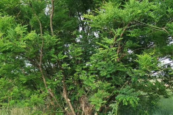 草甘膦异丙胺盐对土壤有哪些危害,容易失去活性