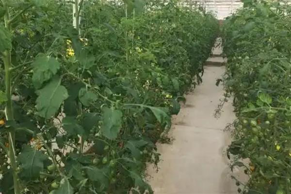 西红柿结果以后下面的叶子要打吗,下面的叶子要打掉