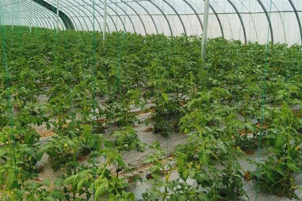 西红柿结果以后下面的叶子要打吗,下面的叶子要打掉