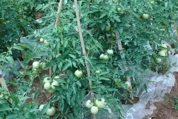 西红柿结果以后下面的叶子要打吗,下面的叶子要打掉