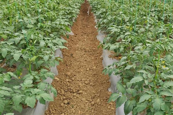 西红柿结果以后下面的叶子要打吗,下面的叶子要打掉