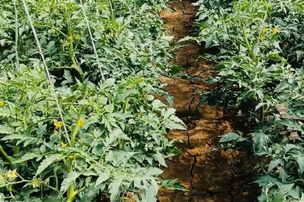 西红柿结果以后下面的叶子要打吗,下面的叶子要打掉