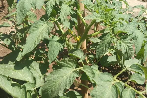 西红柿结果以后下面的叶子要打吗,下面的叶子要打掉