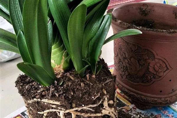 君子兰换盆根多如何解决，剪除细弱的侧根并消毒