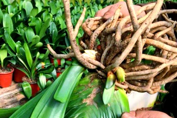 君子兰换盆根多如何解决，剪除细弱的侧根并消毒