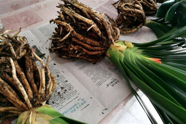 君子兰换盆根多如何解决，剪除细弱的侧根并消毒