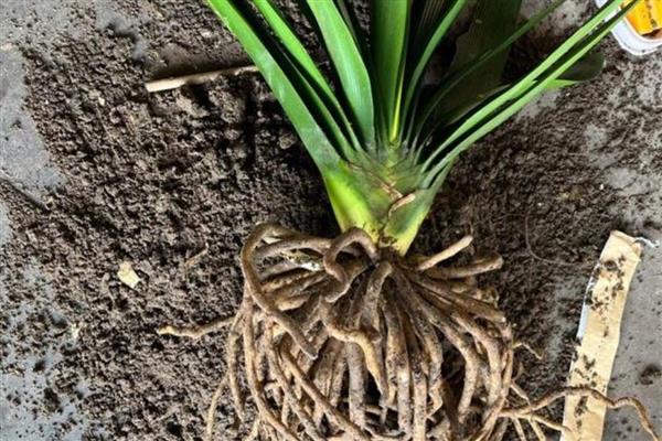 君子兰换盆根多如何解决，剪除细弱的侧根并消毒