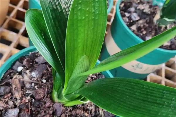 君子兰换盆根多如何解决，剪除细弱的侧根并消毒