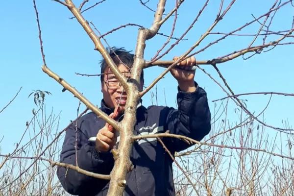 桃子树如何修剪,分为冬剪和生长期修剪