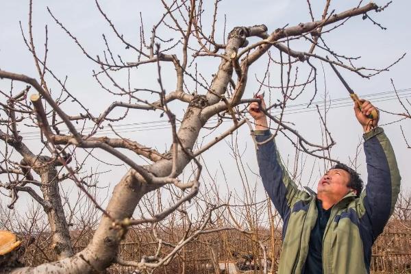 桃子树如何修剪,分为冬剪和生长期修剪