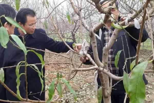 桃子树如何修剪,分为冬剪和生长期修剪