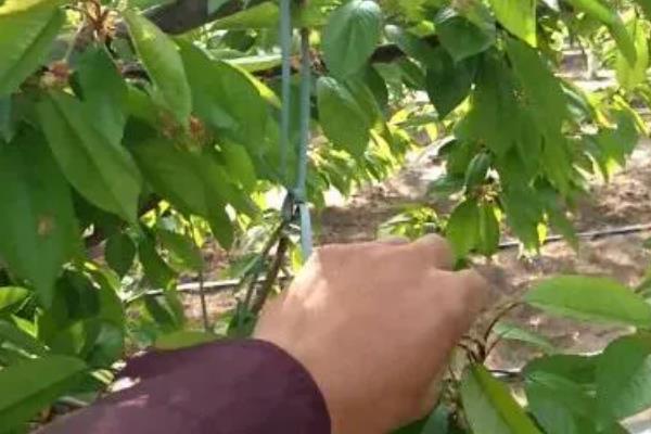 桃子树如何修剪,分为冬剪和生长期修剪