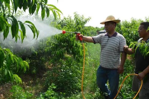 桃子树如何修剪,分为冬剪和生长期修剪