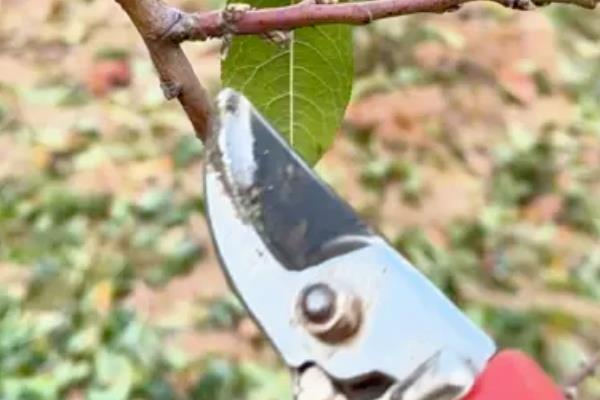 桃子树如何修剪,分为冬剪和生长期修剪