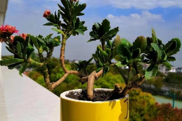 长寿花10年老桩如何造型养护，要为其定期进行盆土的更换