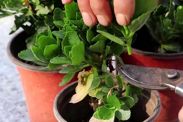 长寿花10年老桩如何造型养护，要为其定期进行盆土的更换