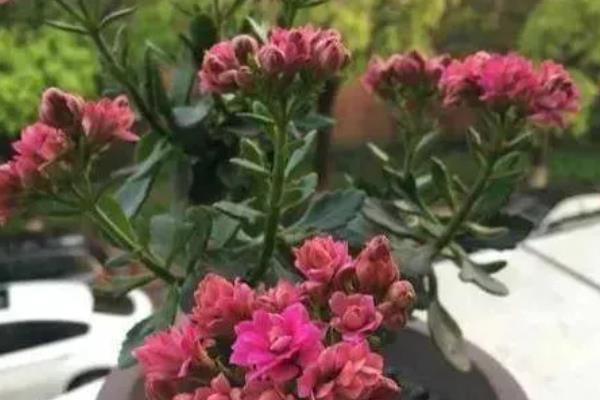 长寿花10年老桩如何造型养护，要为其定期进行盆土的更换