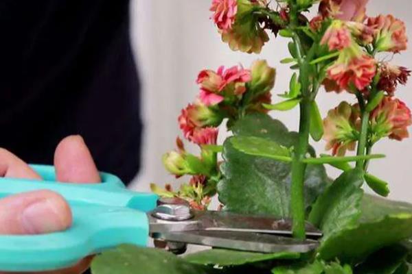 长寿花10年老桩如何造型养护，要为其定期进行盆土的更换