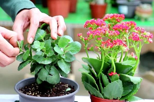 长寿花10年老桩如何造型养护，要为其定期进行盆土的更换