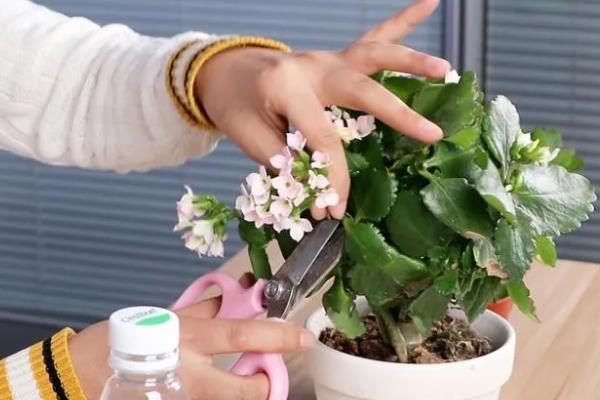 长寿花10年老桩如何造型养护，要为其定期进行盆土的更换