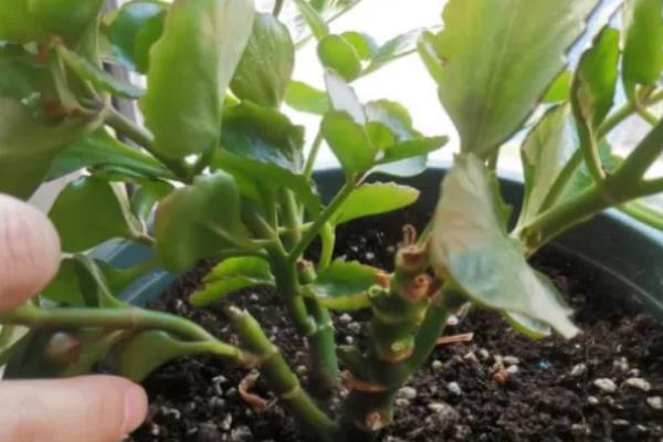 长寿花10年老桩如何造型养护，要为其定期进行盆土的更换