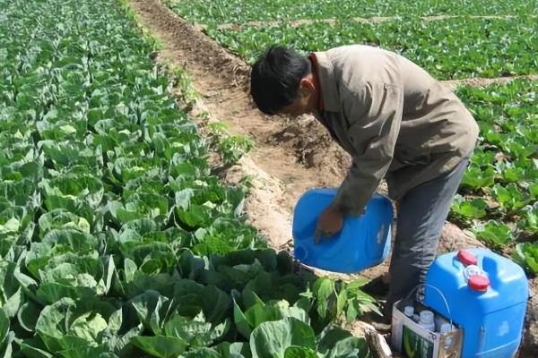 怎么防治青菜烂根烂叶,浇水要见干再浇