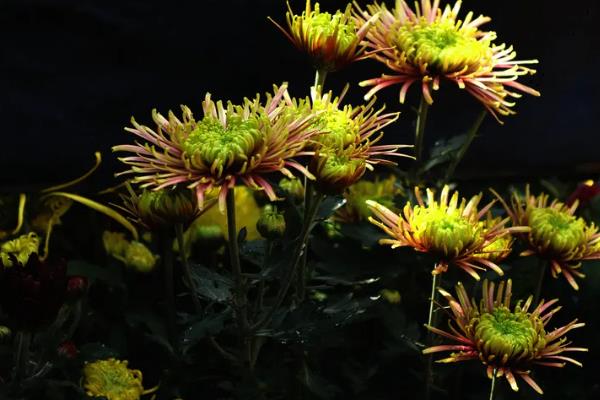 用种子繁殖的植物,有菊花、四面花等