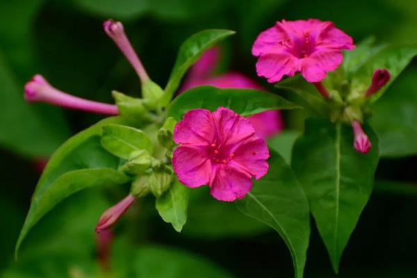 用种子繁殖的植物,有菊花、四面花等