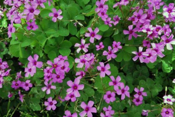 用种子繁殖的植物,有菊花、四面花等