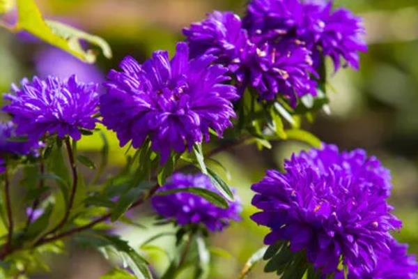 用种子繁殖的植物,有菊花、四面花等